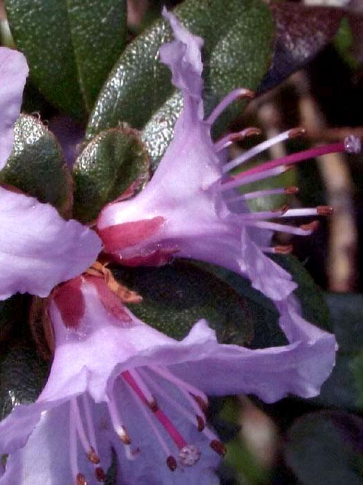 Rhododendron impeditum 'Moerheim'