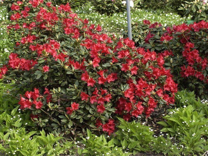 Rhododendron repens 'Baden-Baden'