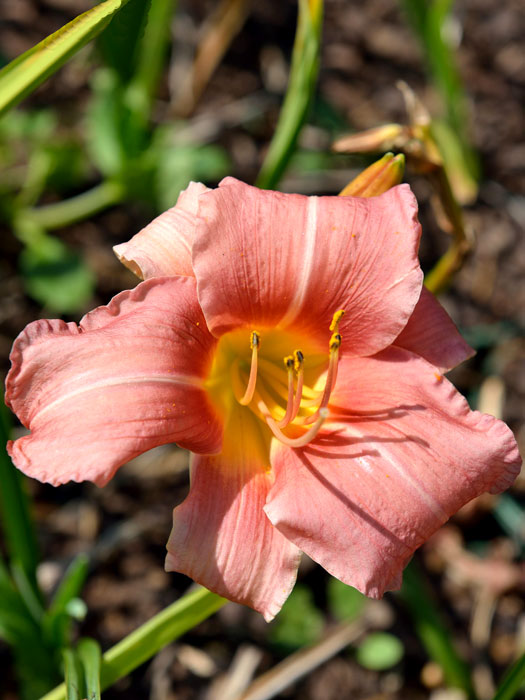 Hemerocallis x cultorum 'Bed of Roses', Garten-Taglilie