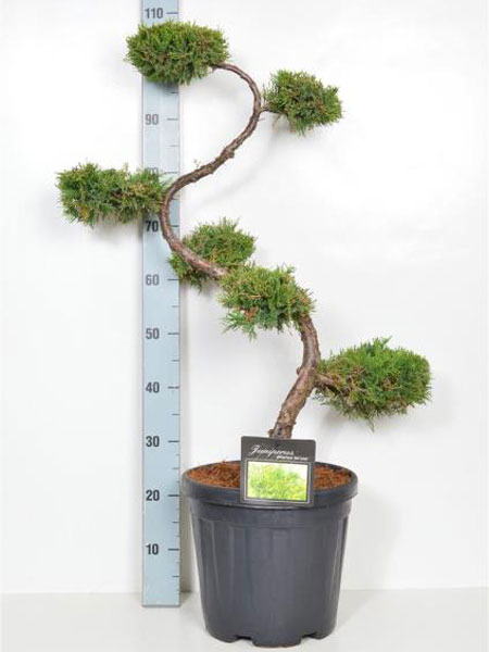 Juniperus chinensis 'Old Gold', XXL-Produkt