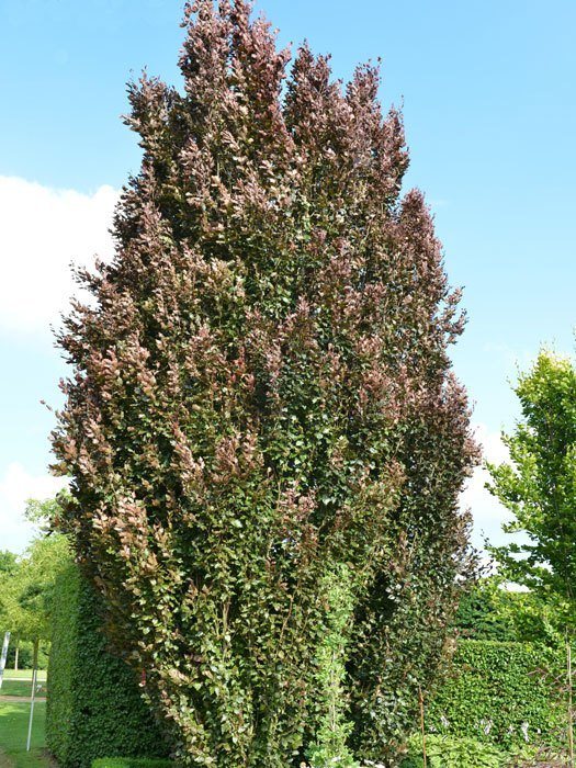 Fagus sylvatica 'Rohan Obelisk', Rote Säulenbuche