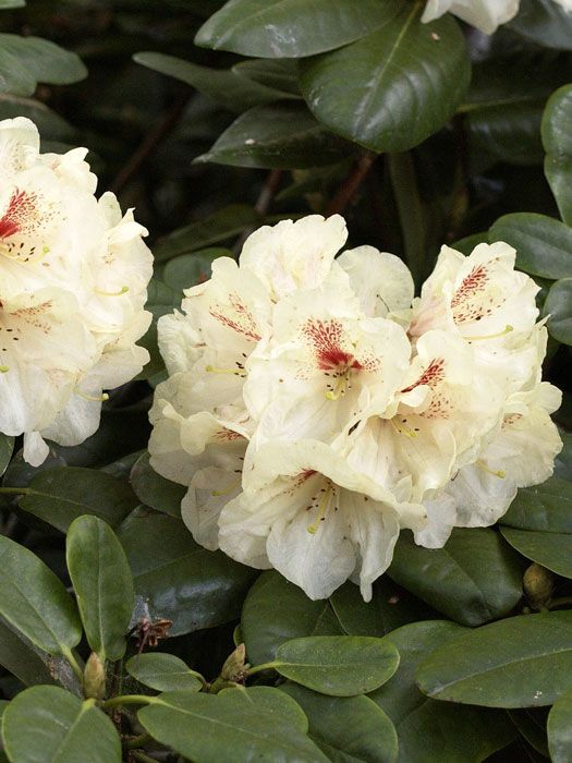 Rhododendron 'Goldbukett'