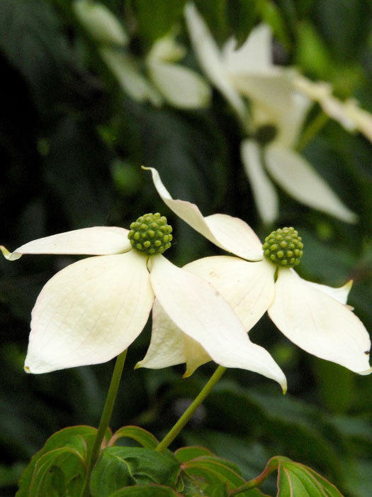 Zwei Blüten des Japanischen Hartriegels