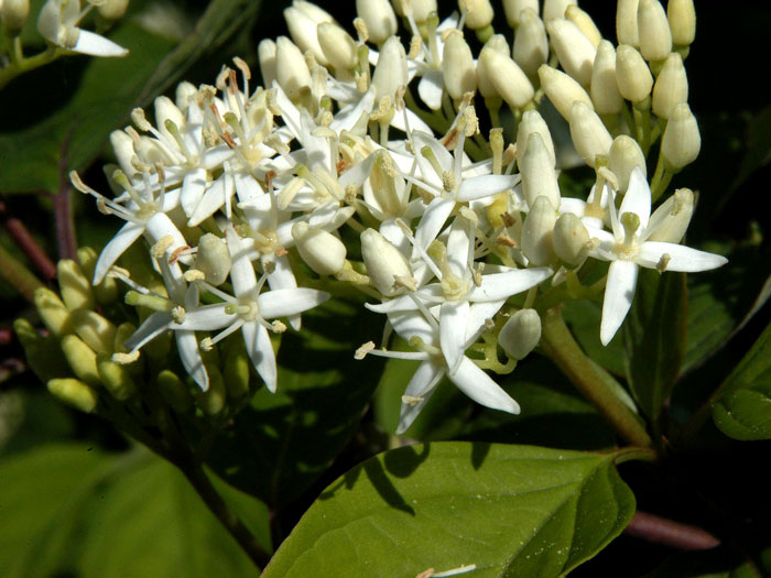 Cornus sanguinea, Roter Hartriegel