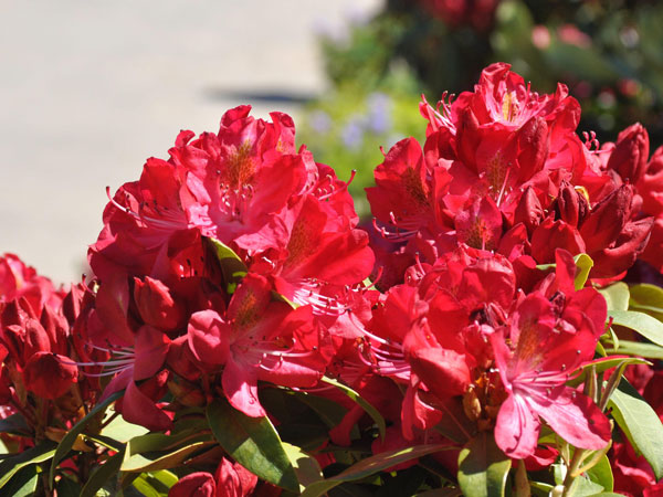 Rhododendron 'Junifeuer'