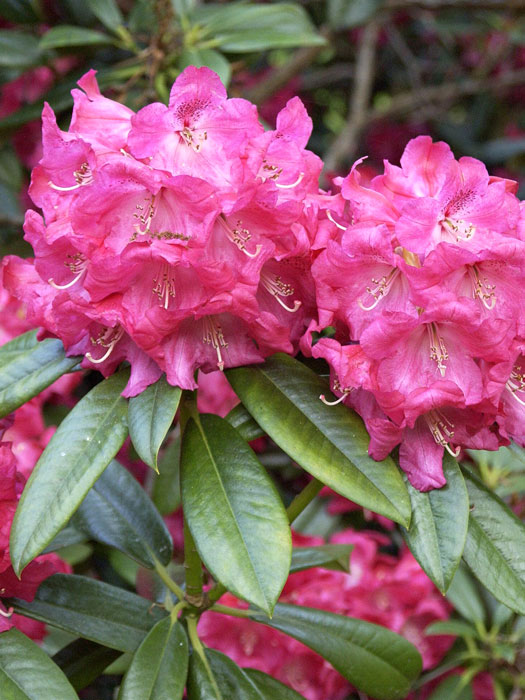 Rhododendron 'Berliner Liebe'