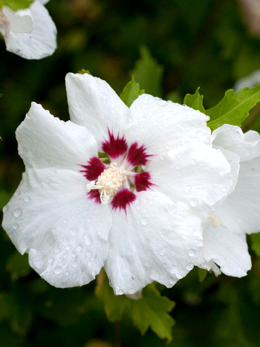 Hibiskus Red Heart