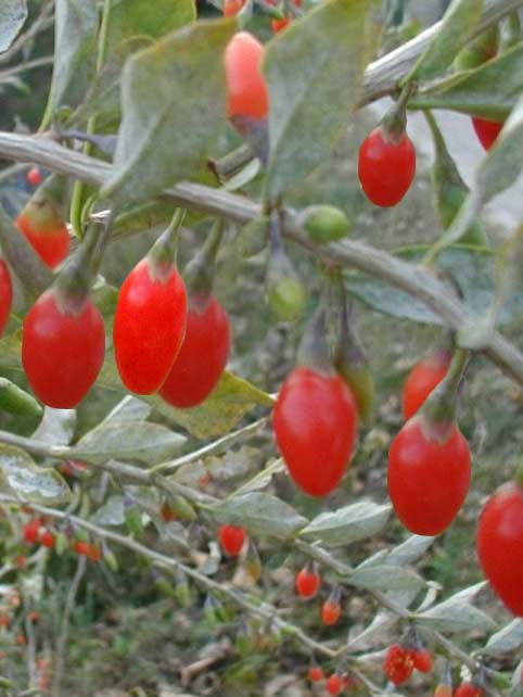 Goji-Beere, Wolfsbeere, (Lycium barbarum)