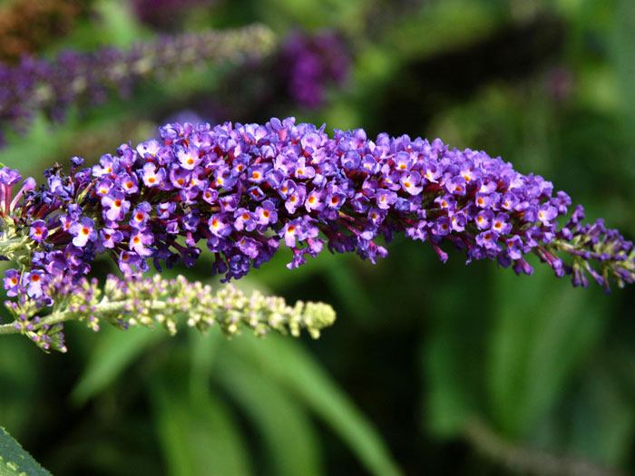 Violetter Blütenstand des Sommerflieders 'Empire Blue'