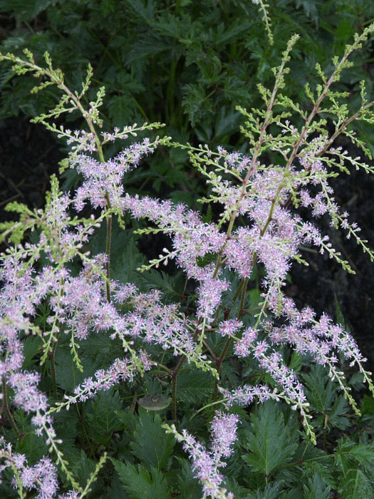 Zierliche, lockere Blüte der Gartenspiere 'Sprite'