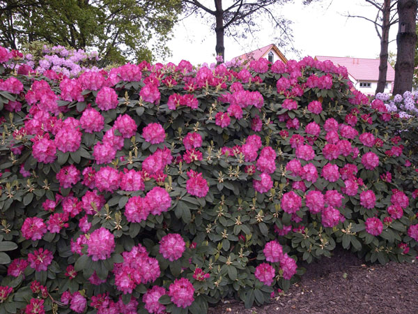 Rhododendron 'Germania'