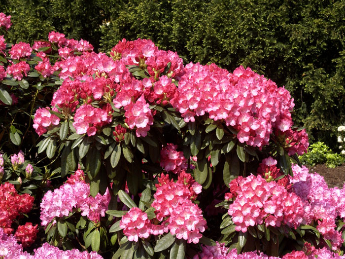 Rhododendron yakushimanum 'Fantastica'