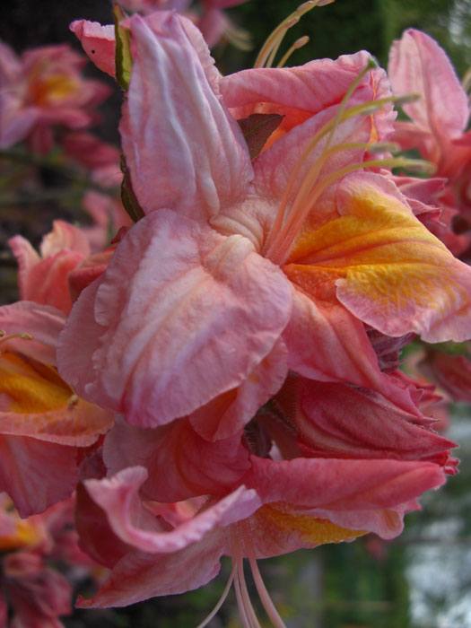 Rhododendron luteum 'Berryrose', sommergrüne japanische Gartenazalee