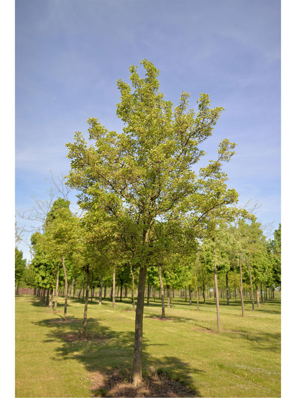 Pyrus calleryana 'Chanticleer', Chinesische Wildbirne - Hochstamm