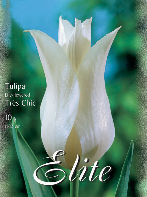 Lilienblütige Tulpe 'Tres Chic' (Art.Nr. 595483)