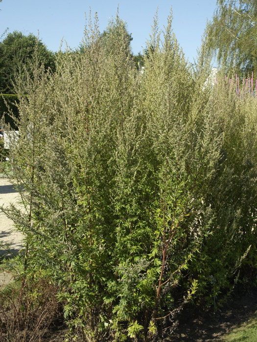 Beifuß, Artemisia vulgaris