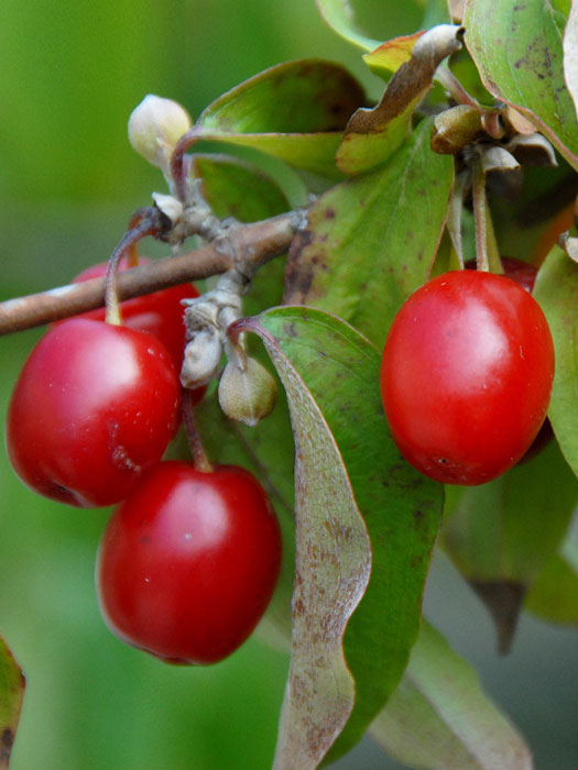 Rote Früchte der Kornelkirsche