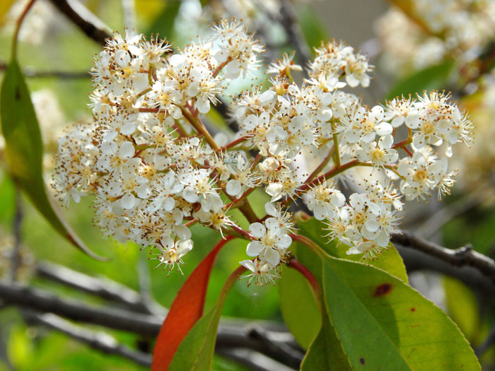 Photinia fraseri 'Red Robin', immergrüne rote Glanzmispel