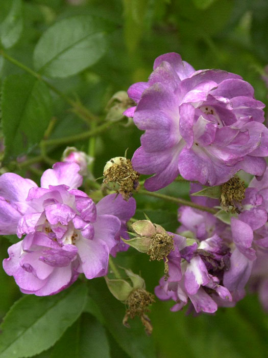 Blüte der Rose Veilchenblau