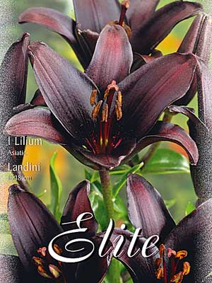 Asiatische Lilien-Hybride 'Landini', Lilium (Art.Nr. 521662)