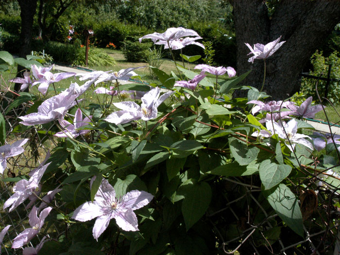 Die Kletterpflanze Clematis 'Hagley Hybrid'