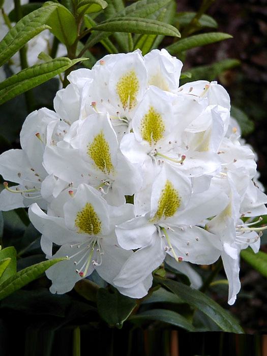 Rhododendron 'Madame Masson'