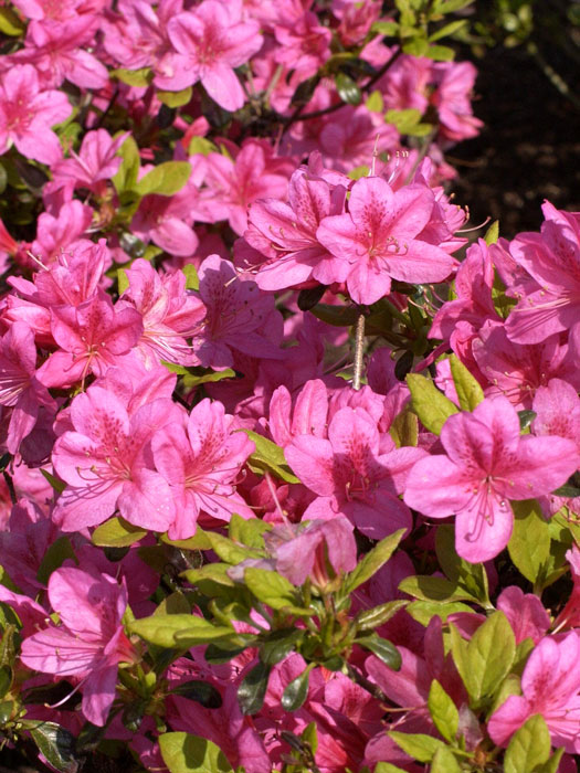 Rhododendron obtusum 'Rosalind', wintergrüne japanische Gartenazalee