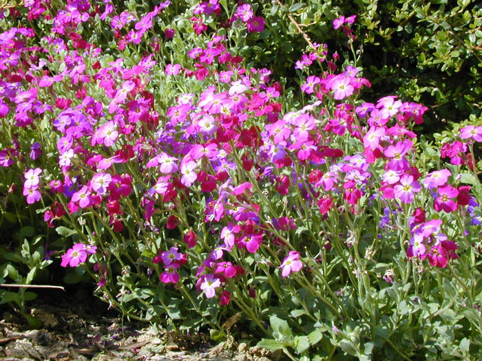 Aubrieta Hybride 'Red Carpet', Rotes Blaukissen, Rotkissen