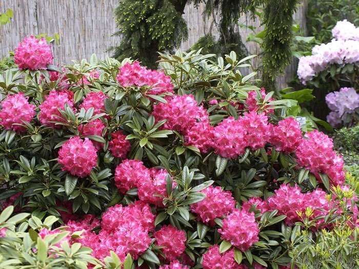 Rhododendron 'Berliner Liebe'