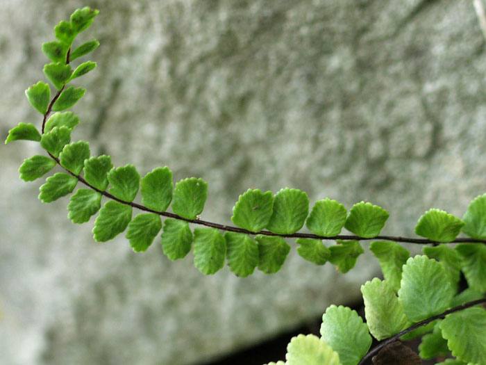 Asplenium trichomanes, (M) Mauerfarn, Steinfeder-Farn, brauner Streifenfarn