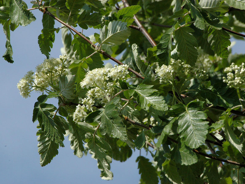 Sorbus thuringiaca 'Fastigiata', Thüringische Säulen-Eberesche - Hochstamm