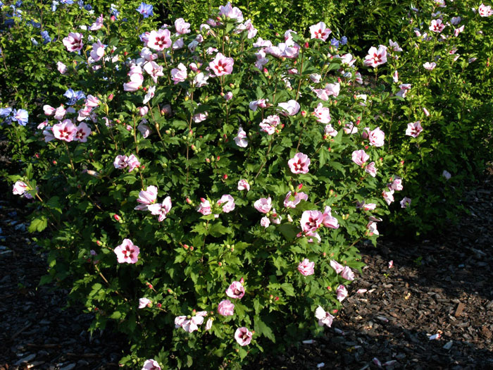 Roseneibisch Hamabo in voller Blüte