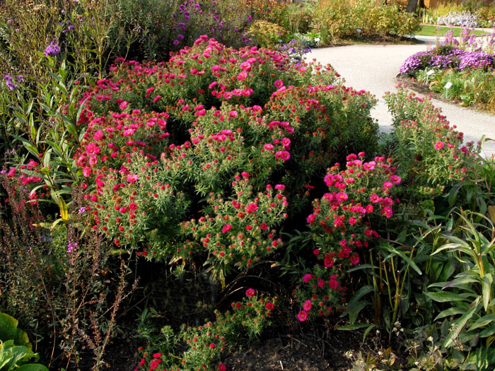 Aster novae-angliae 'Alma Pötschke', Raublatt-Aster