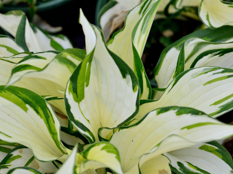 Hosta x fortunei 'Fire and Ice', Weißrand-Funkie, Herzblatt-Lilie, Schneefeder-Funkie