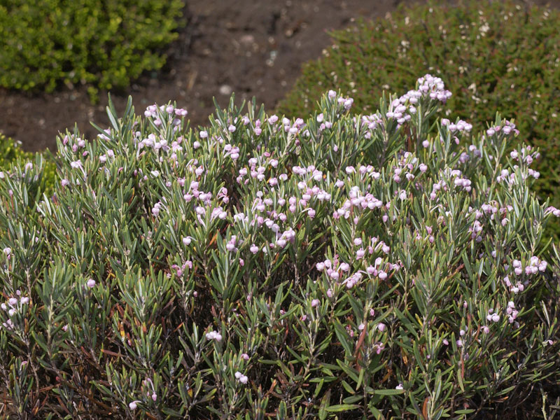 Andromeda polifolia 'Nikko', Lavendelheide