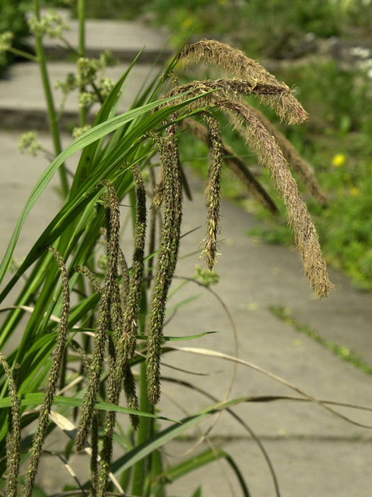 Carex pendula, Riesen-Wald-Segge, Hänge-Segge