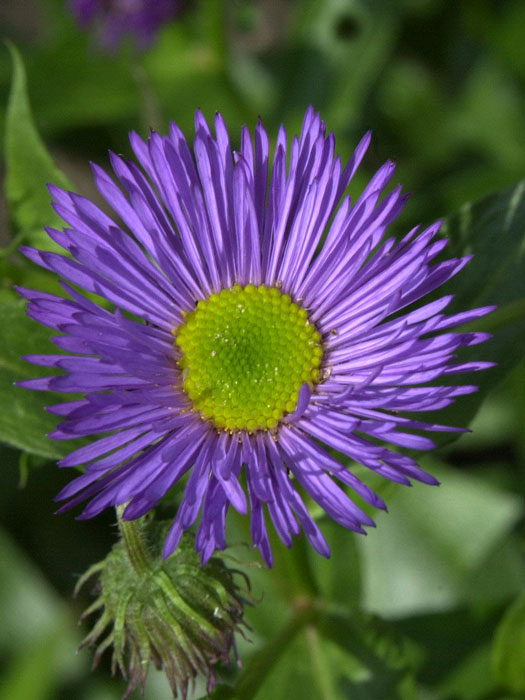 Erigeron x cultorum 'Dunkelste Aller', Feinstrahlaster