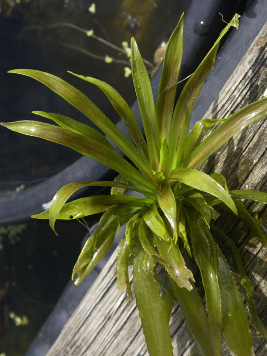 Stratiotes aloides, Krebsschere, Wasseraloe