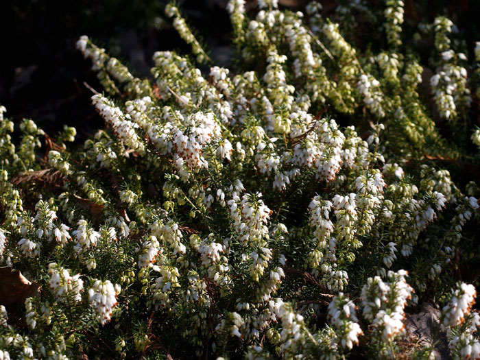 Wuchs der Schneeheide 'Isabell'