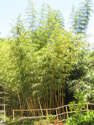 Phyllostachys vivax aureocaulis, Zauber-Bambus