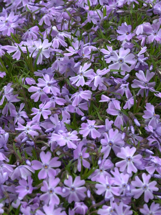 Phlox subulata 'Emerald Cushion Blue' Polster-Phlox, Teppich-Phlox, Teppich-Flammenblume