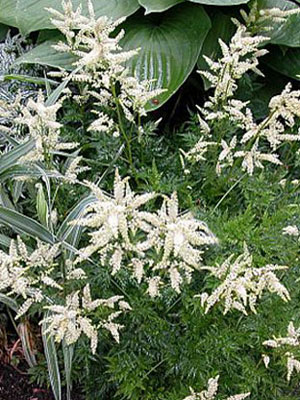 Aruncus dioicus 'Wirbelwind', Geschlitzter Geißbart, Wald-Geißbart