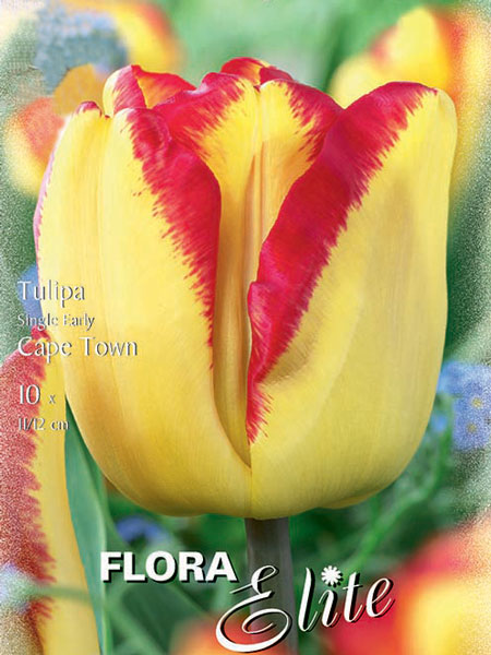 Einfache frühe Tulpe 'Cape Town' (Art.Nr. 595103)