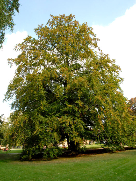 Rotbuchen Baum