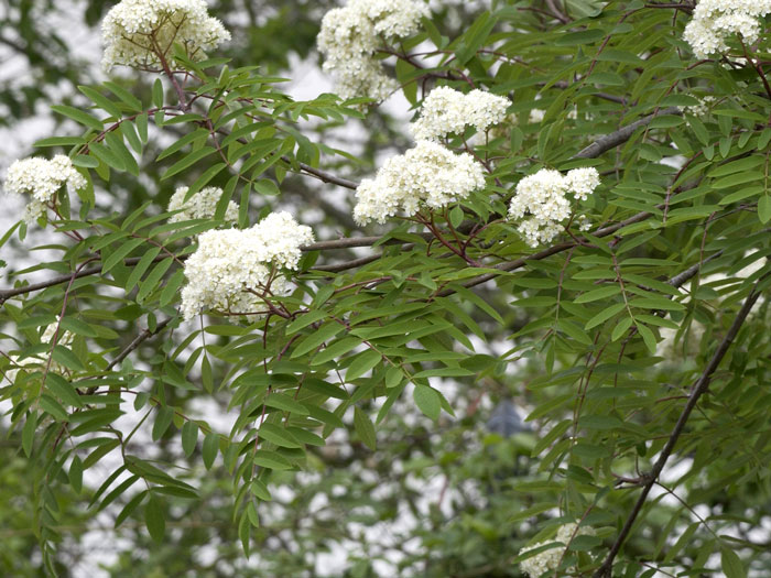 Sorbus aucuparia, Eberesche, Vogelbeere