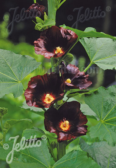 Alcea rosea 'Blacknight', Stockrose, englische Stockrose, Spotlight-Stockrose