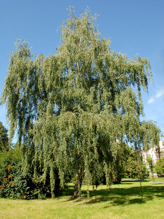 Betula pendula, Sandbirke, Weißbirke