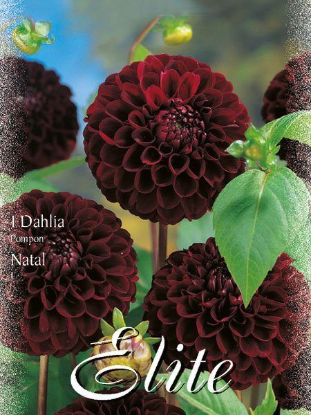 Pompon-Dahlie 'Natal', Dahlia (Art.Nr. 520446)