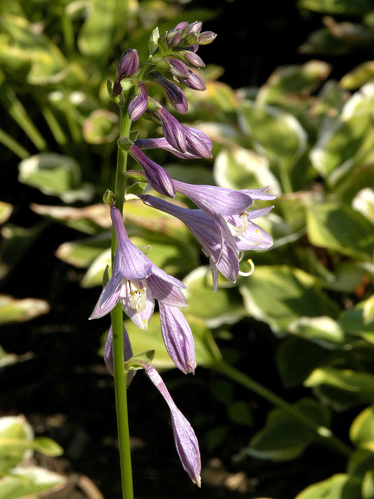 Hosta nakaiana 'Golden Tiara' (M), Kleine Goldrand-Funkie, Herzblatt-Lilie