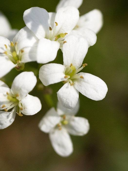 Blüte der ungarischen Gänsekresse